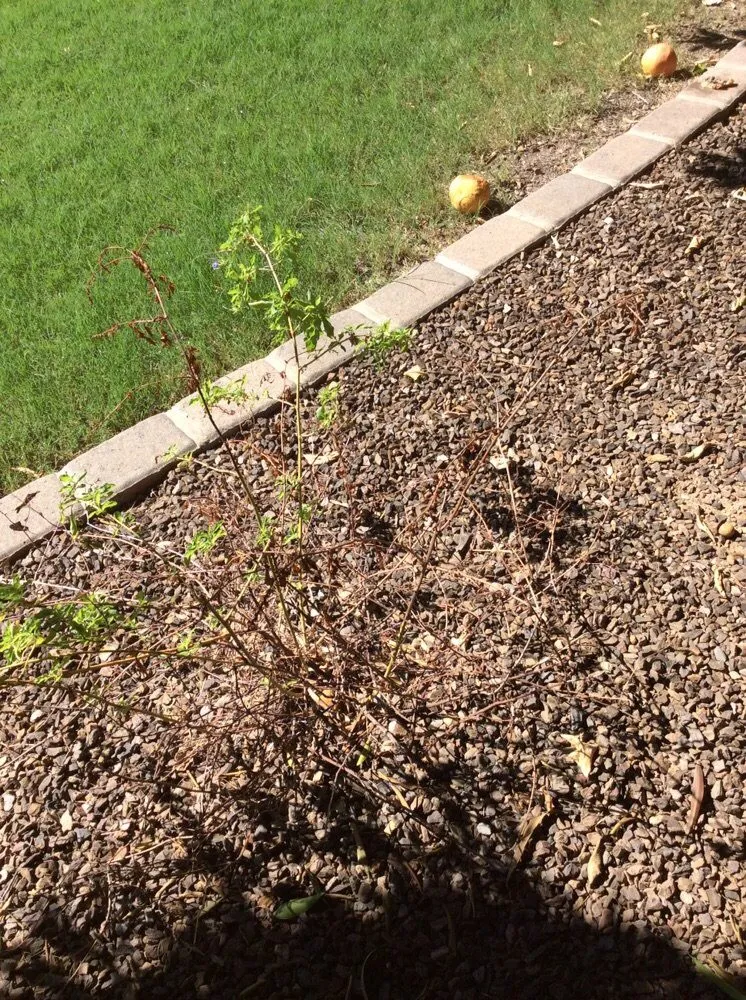 Expert lawn care service experts serving Scottsdale, AZ - Bim's Lawn & Landscaping Service