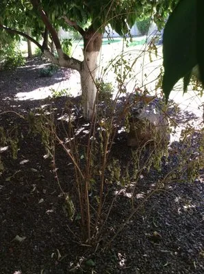 Bim's Lawn & Landscaping Service Logo