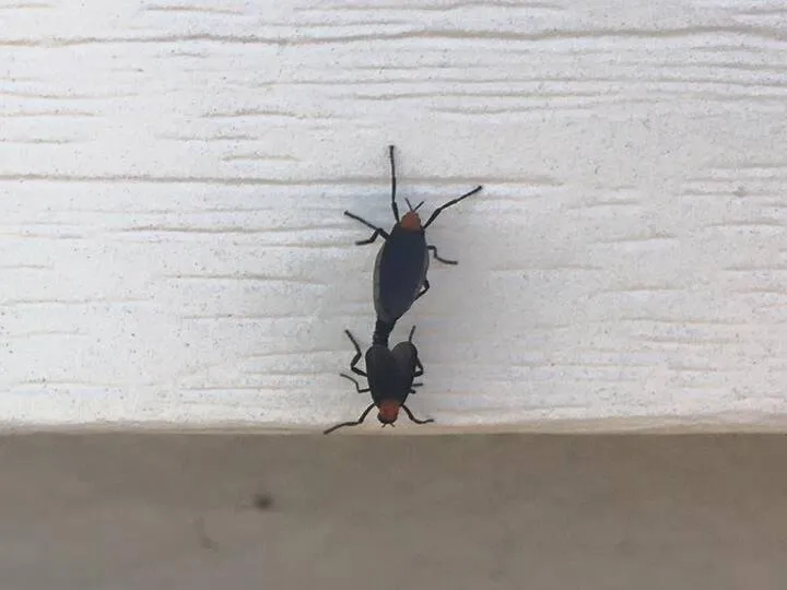 Professional outdoor landscaping experts serving Bryan, TX - Binford Insect Control Services