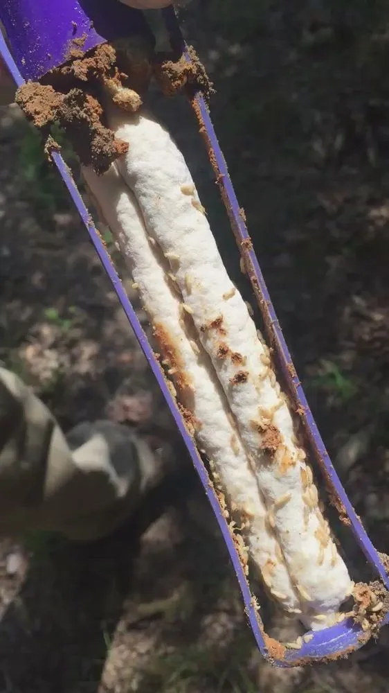 Local yard cleanup service in Bryan, TX by Binford Insect Control Services