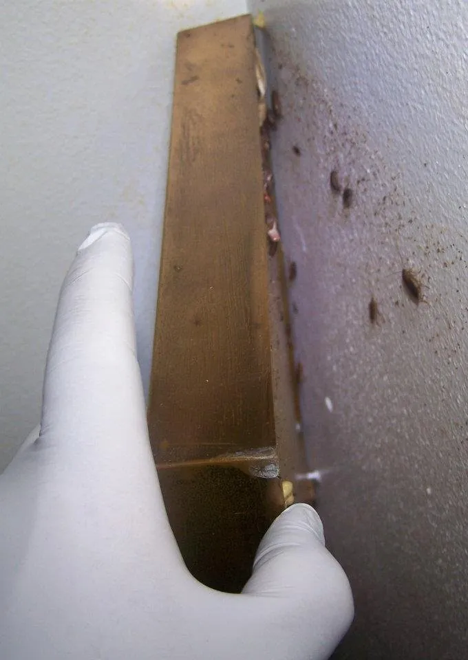 Local yard cleanup service for year-round maintenance across Bryan, TX - Binford Insect Control Services