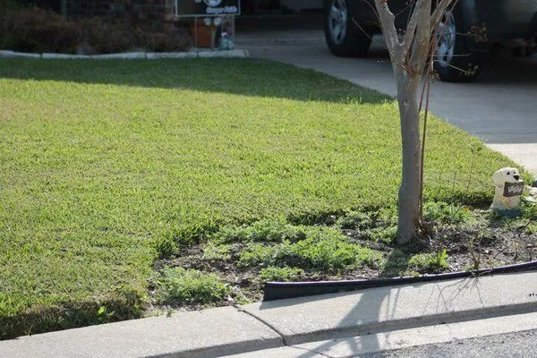 Binford Insect Control Services Logo