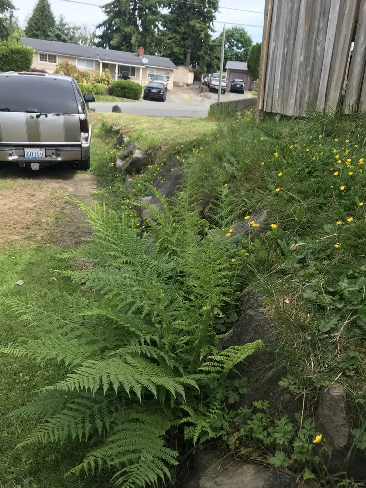 Custom yard cleanup service experts serving Puyallup, WA - Binh Le's Landscaping Puyallup