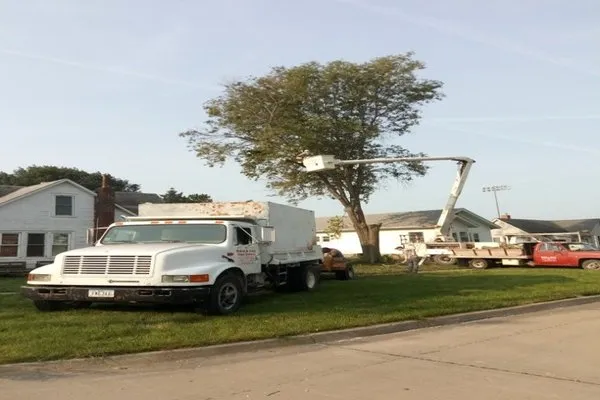 Binns & Sons Tree Service