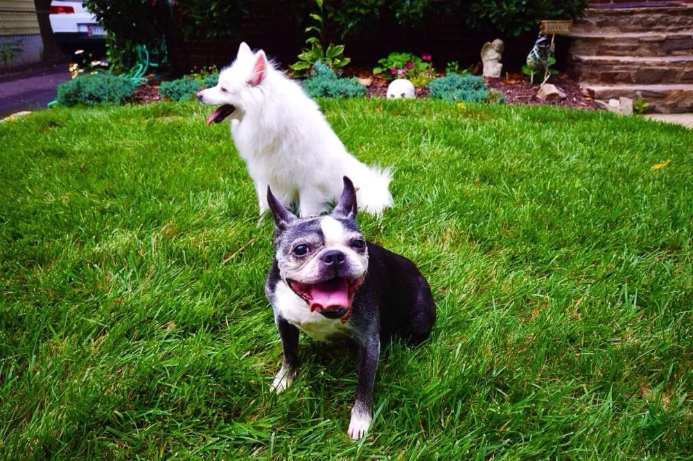 Local lawn mowing service for residential properties in Parkville, MD by Bio Green of Baltimore