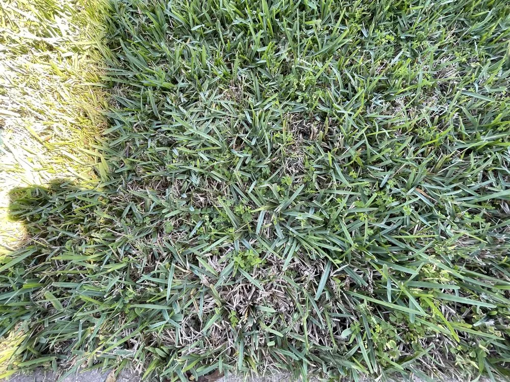 Reliable outdoor landscaping with custom design in Rockledge, FL by Bio Green of Brevard