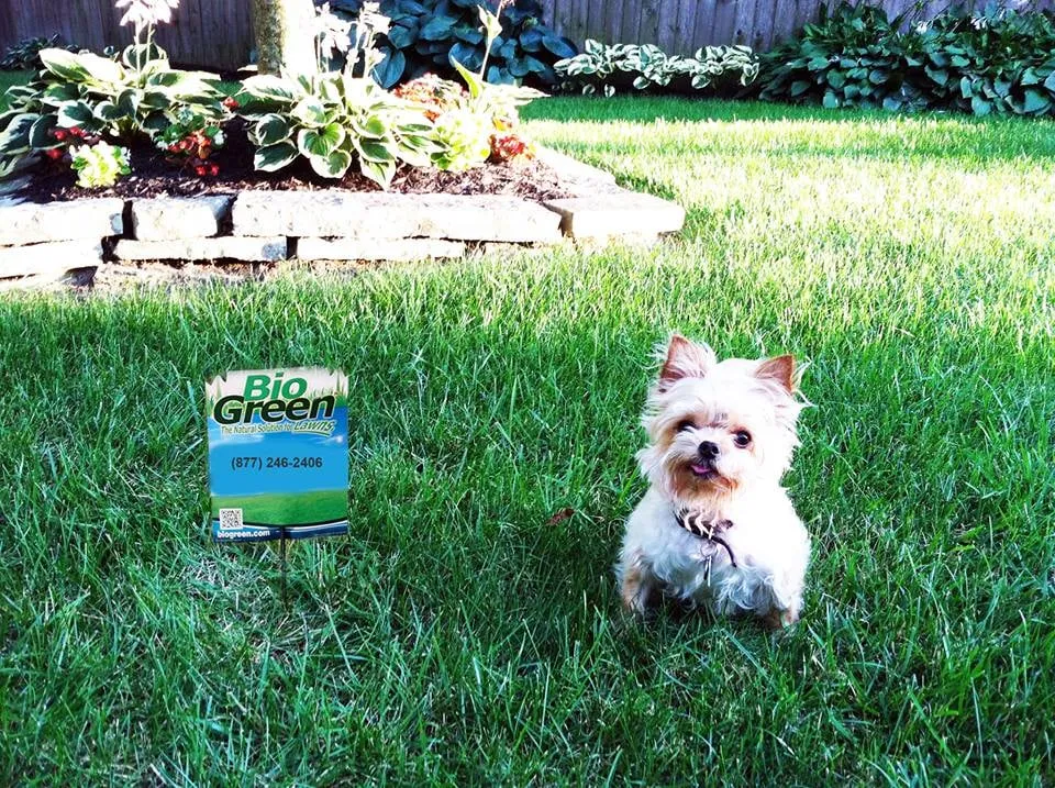 Professional lawn mowing service in Rockledge, FL - Bio Green of Brevard