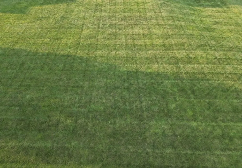 Expert yard cleanup service in Greenland, NH - Bio-Spray