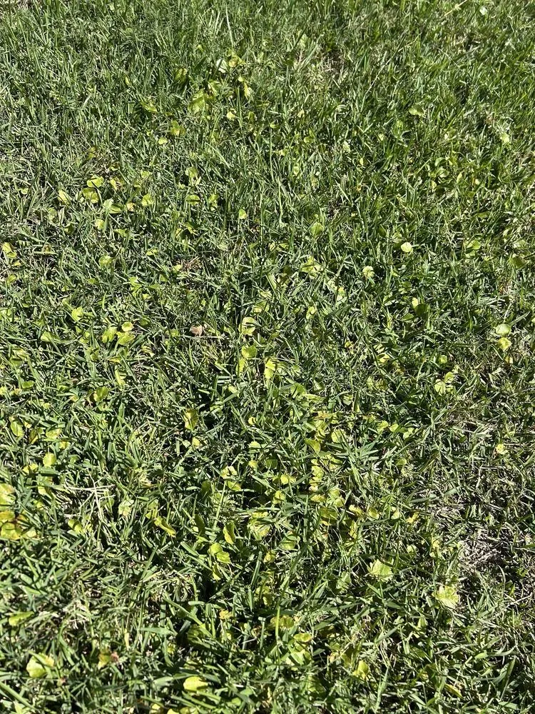 Trusted yard cleanup service in Orlando, FL by Bioganic Services