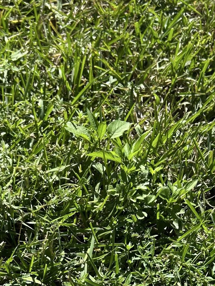 Custom lawn mowing service experts serving Orlando, FL - Bioganic Services