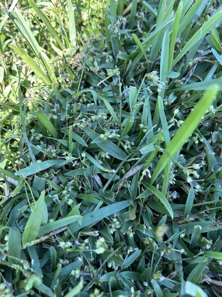 Affordable outdoor landscaping in Orlando, FL by Bioganic Services