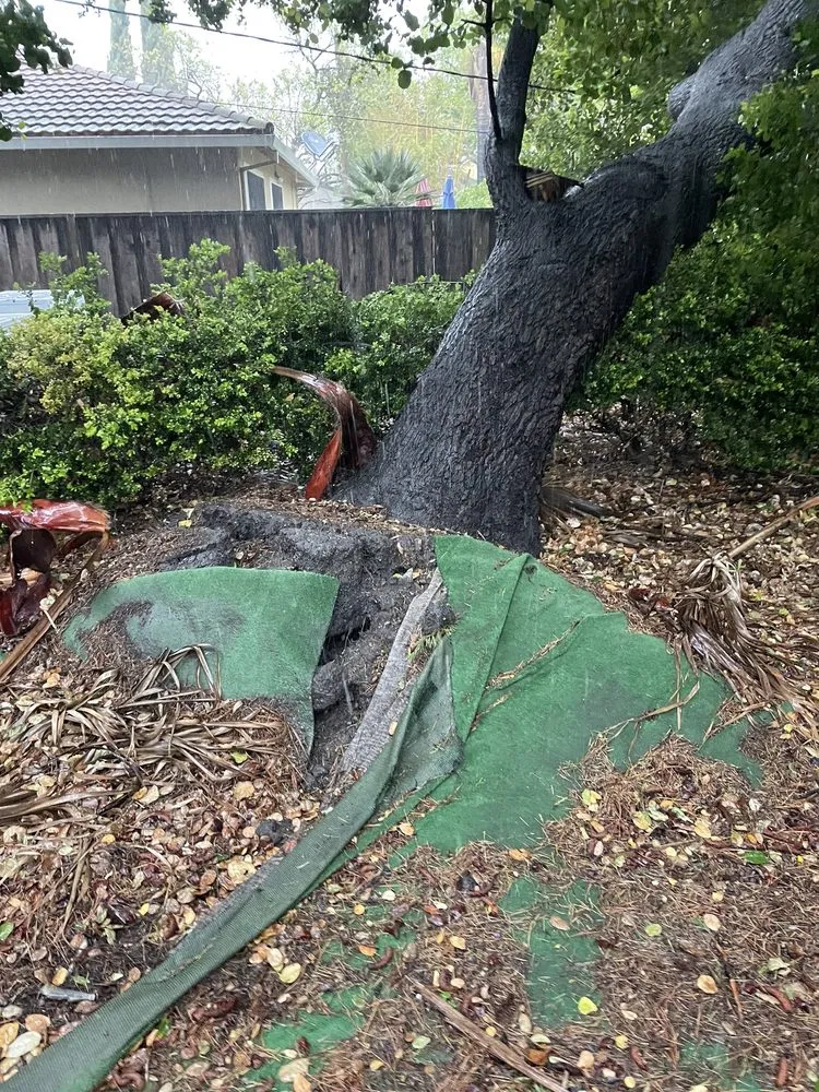 Trusted yard cleanup service experts serving San Jose, CA - BioGreen Landscape