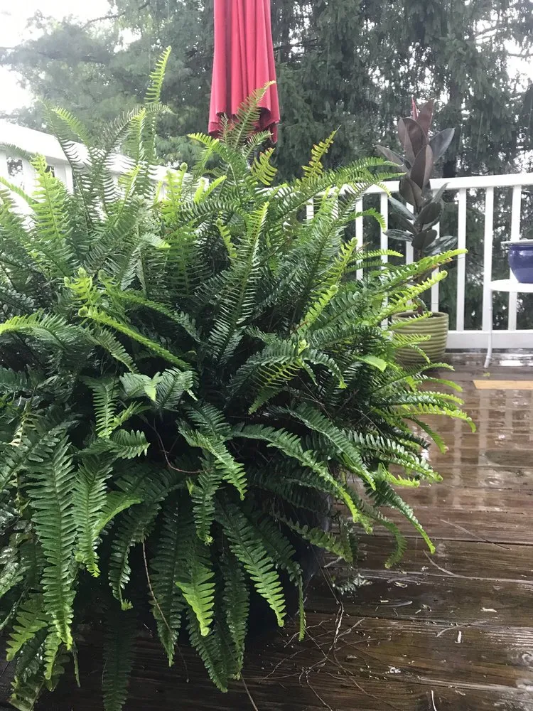 Custom yard maintenance for outdoor upgrades in Frazer, PA by BioGreen PA