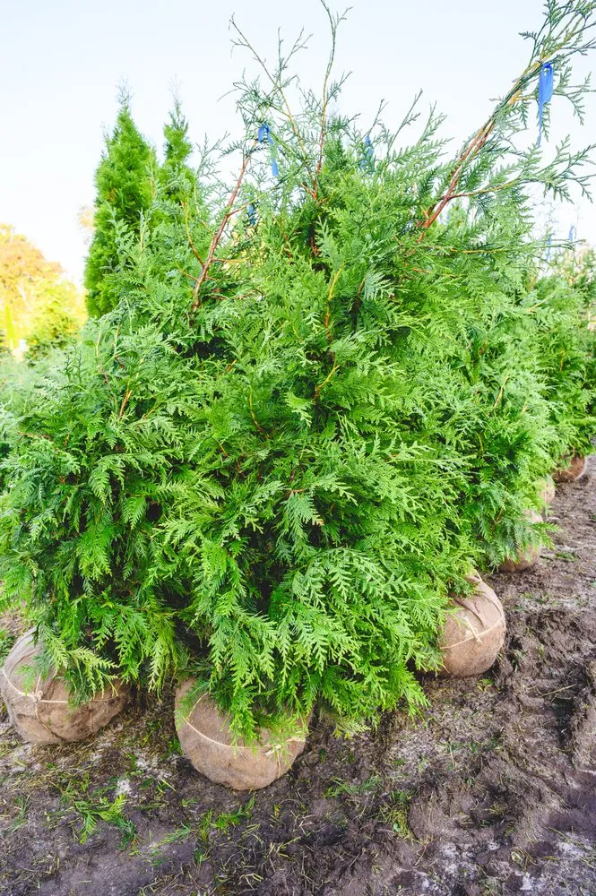 Affordable landscaping services experts serving New Egypt, NJ - Biome Ground and Water