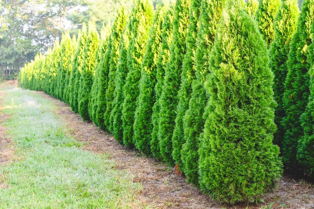 Top-rated landscape design for homes in New Egypt, NJ by Biome Ground and Water