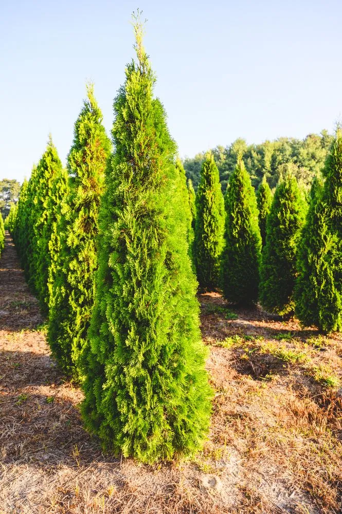 Expert outdoor landscaping in New Egypt, NJ by Biome Ground and Water