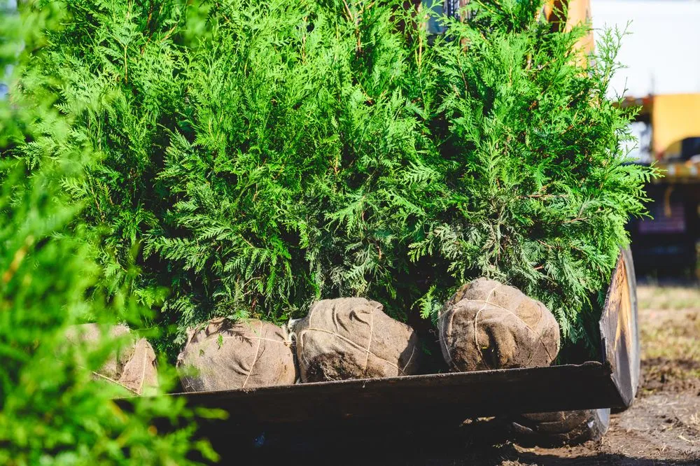 Reliable yard cleanup service in New Egypt, NJ - Biome Ground and Water