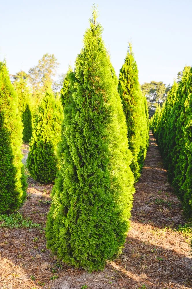 Local yard maintenance for beautiful yards across New Egypt, NJ - Biome Ground and Water