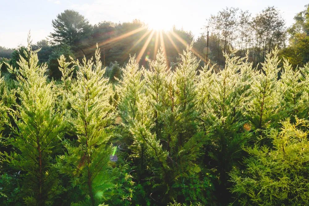 Expert landscaping services with custom design across New Egypt, NJ - Biome Ground and Water