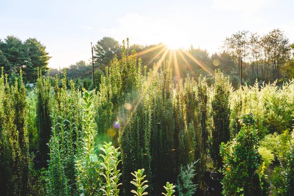 Affordable lawn mowing service for outdoor upgrades in New Egypt, NJ by Biome Ground and Water