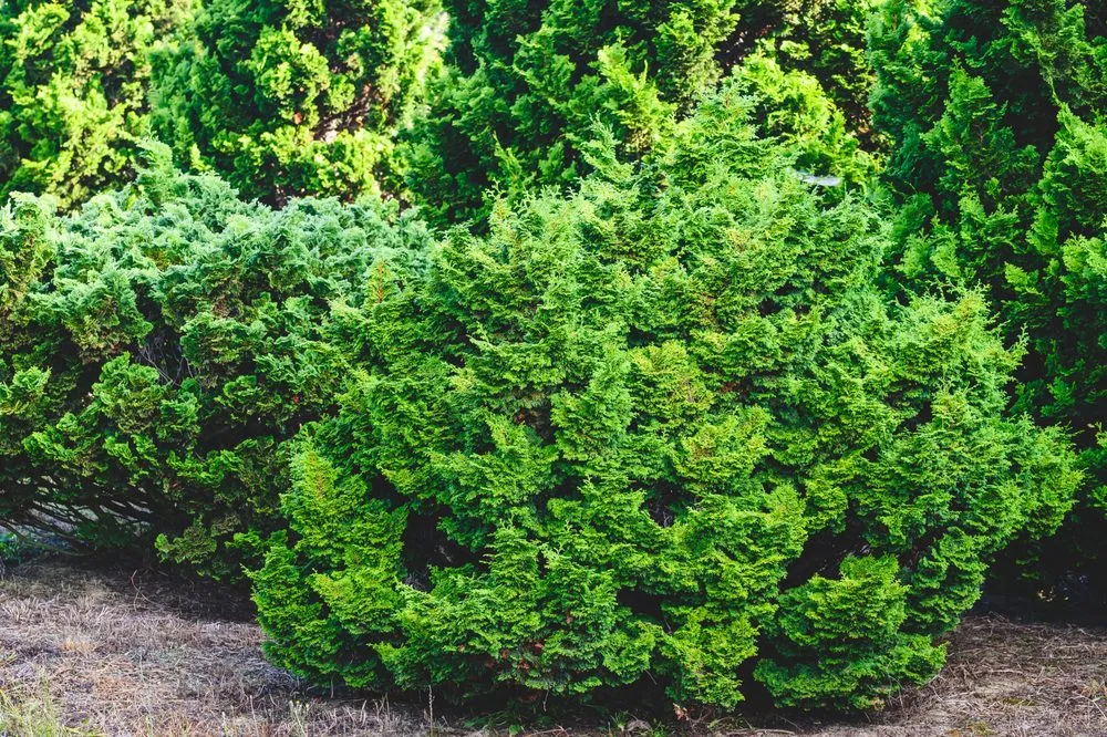 Reliable yard maintenance experts serving New Egypt, NJ - Biome Ground and Water