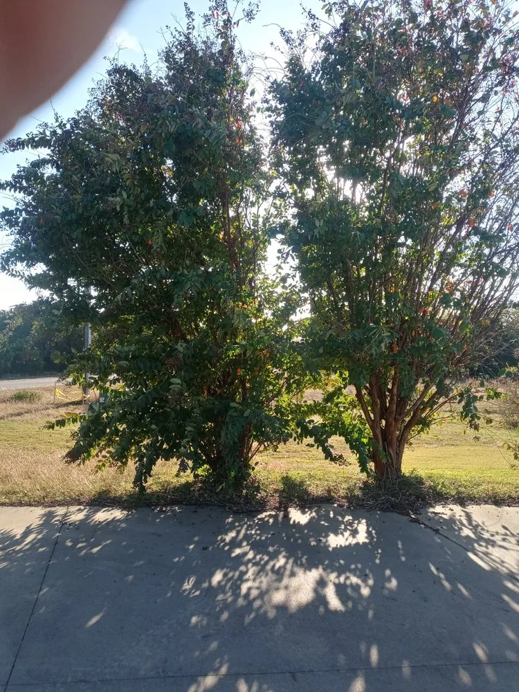 Expert landscape design experts serving Whitney, TX - Bioscapes Landscaping