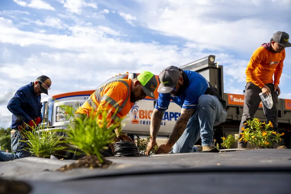 Local yard cleanup service experts serving Union City, CA - BioScapes Treecare