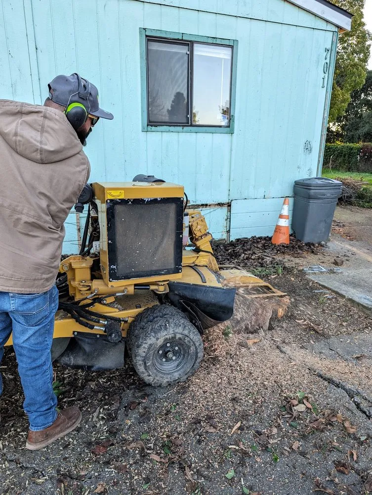 Trusted yard cleanup service in Union City, CA by BioScapes Treecare