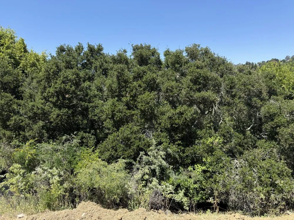 Reliable lawn care service in Union City, CA - BioScapes Treecare