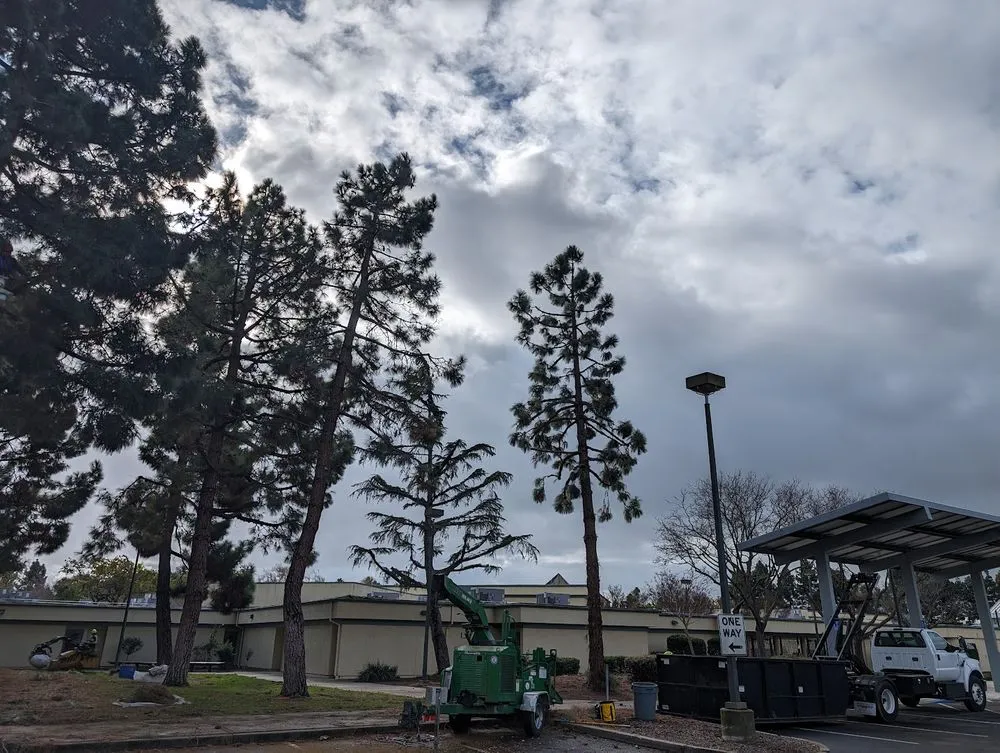 Affordable lawn mowing service in Union City, CA by BioScapes Treecare