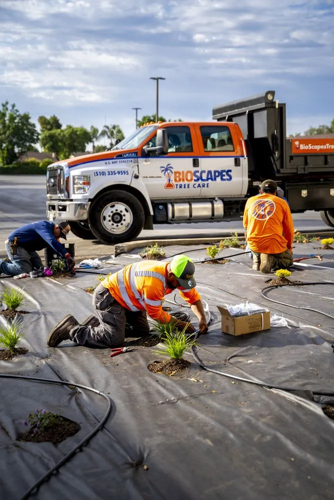 Professional outdoor landscaping for residential properties across Union City, CA - BioScapes Treecare