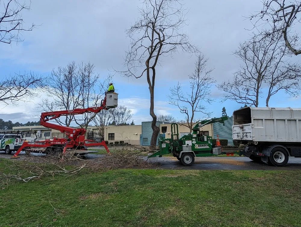 Trusted yard maintenance in Union City, CA - BioScapes Treecare