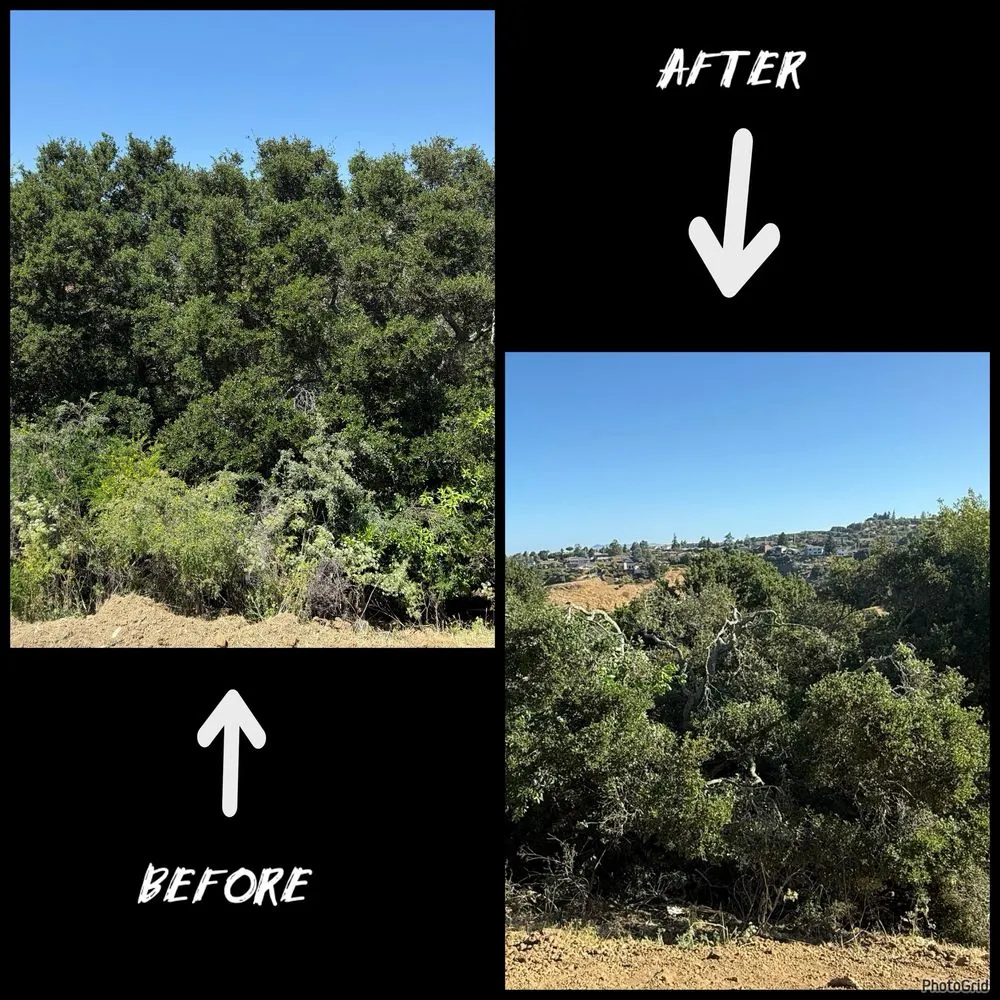 Custom lawn care service for beautiful yards across Union City, CA - BioScapes Treecare