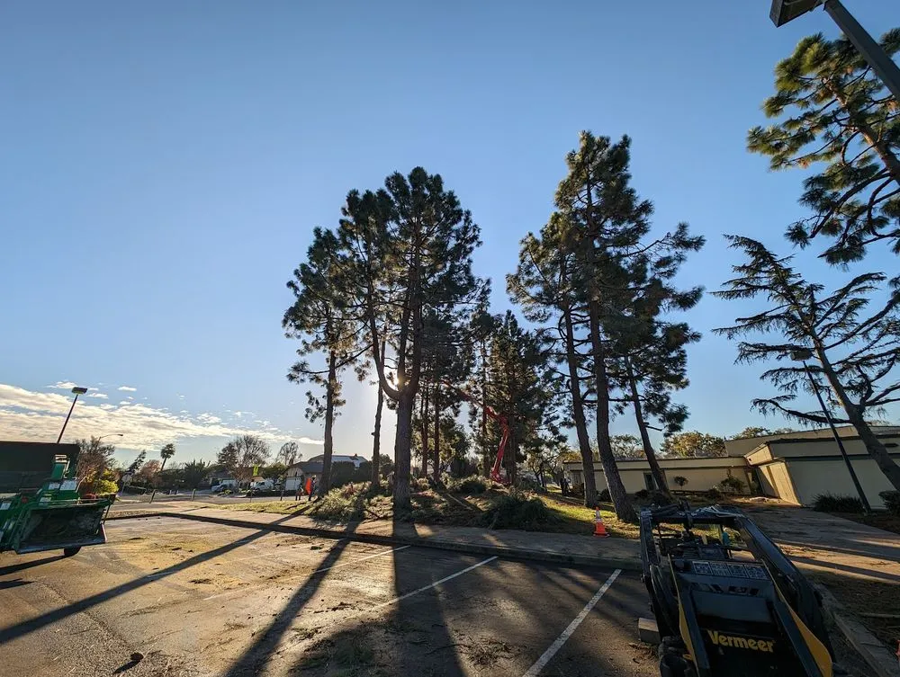 Local landscaping services in Union City, CA by BioScapes Treecare