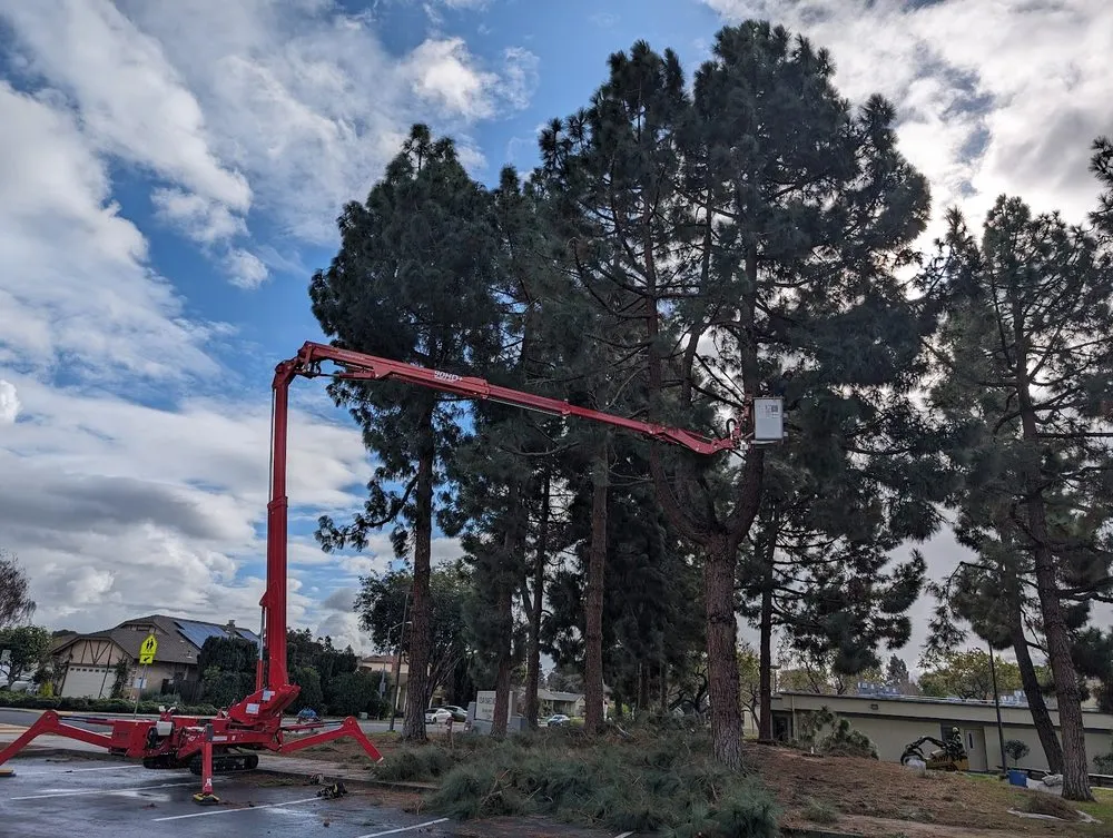 Professional lawn care service in Union City, CA - BioScapes Treecare