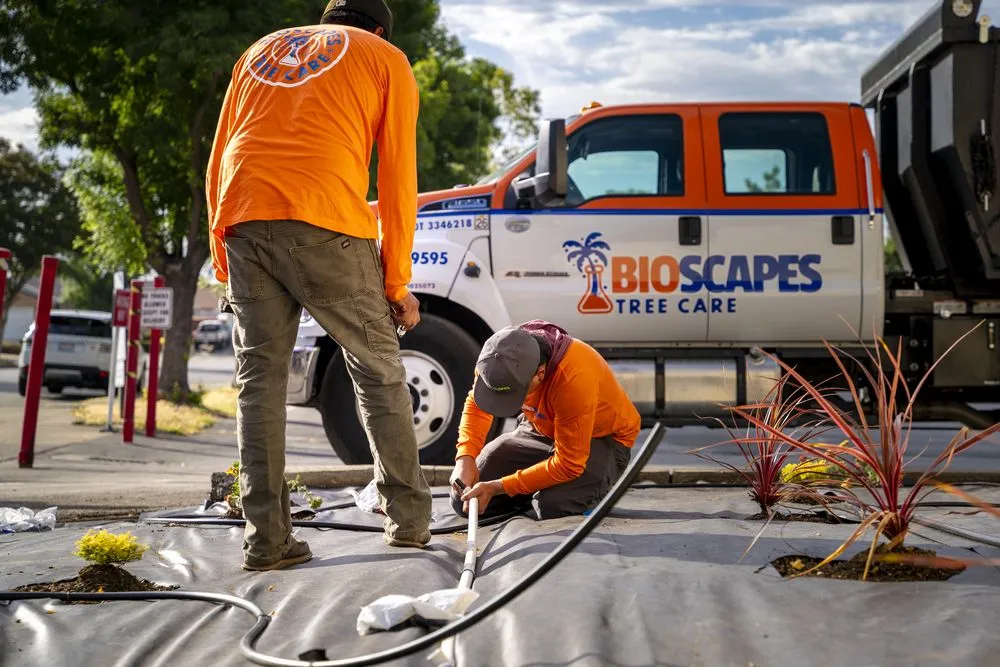 Top-rated yard cleanup service for beautiful yards in Union City, CA by BioScapes Treecare