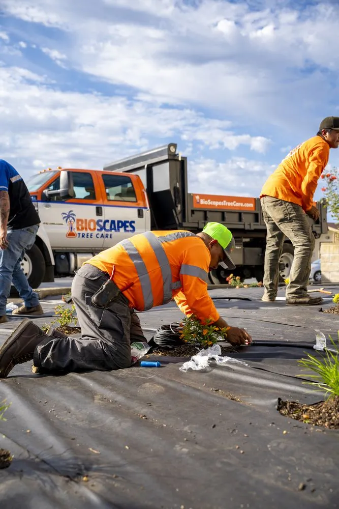 Trusted landscaping services in Union City, CA - BioScapes Treecare