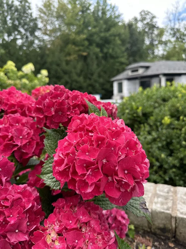 Reliable yard maintenance in Demarest, NJ - Birch Landscape & Design