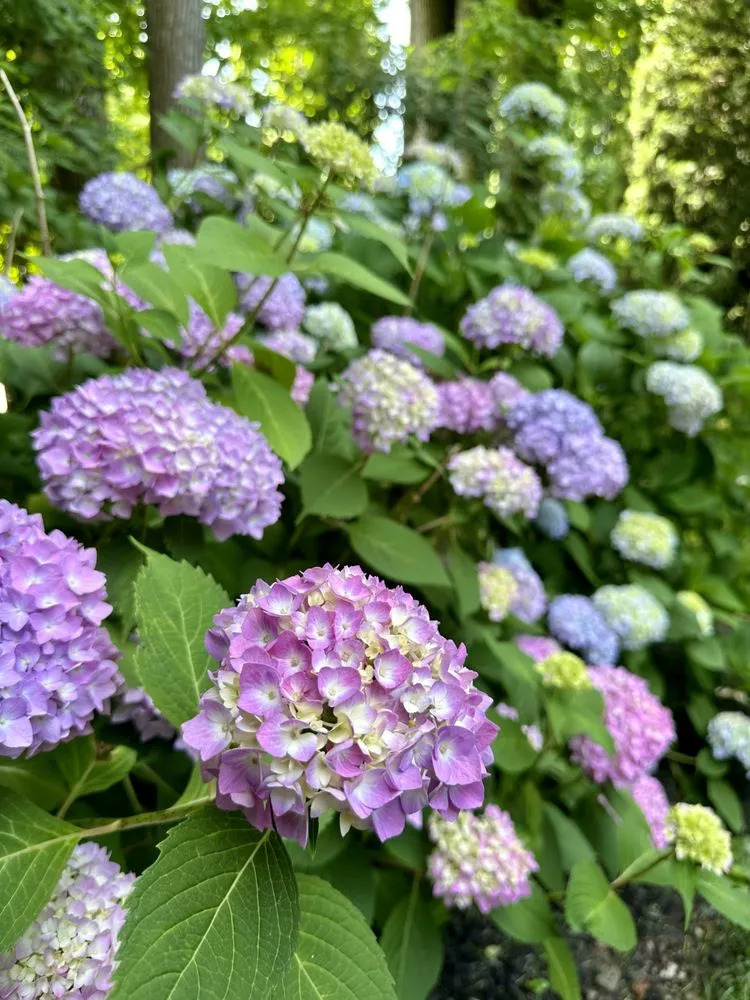 Custom landscape design in Demarest, NJ by Birch Landscape & Design