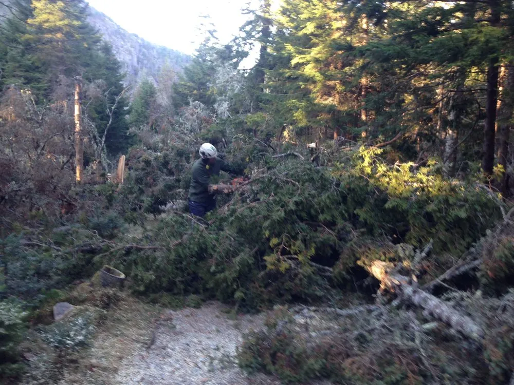 Reliable yard cleanup service for outdoor upgrades in Brunswick, ME by Birch Tree Arborist