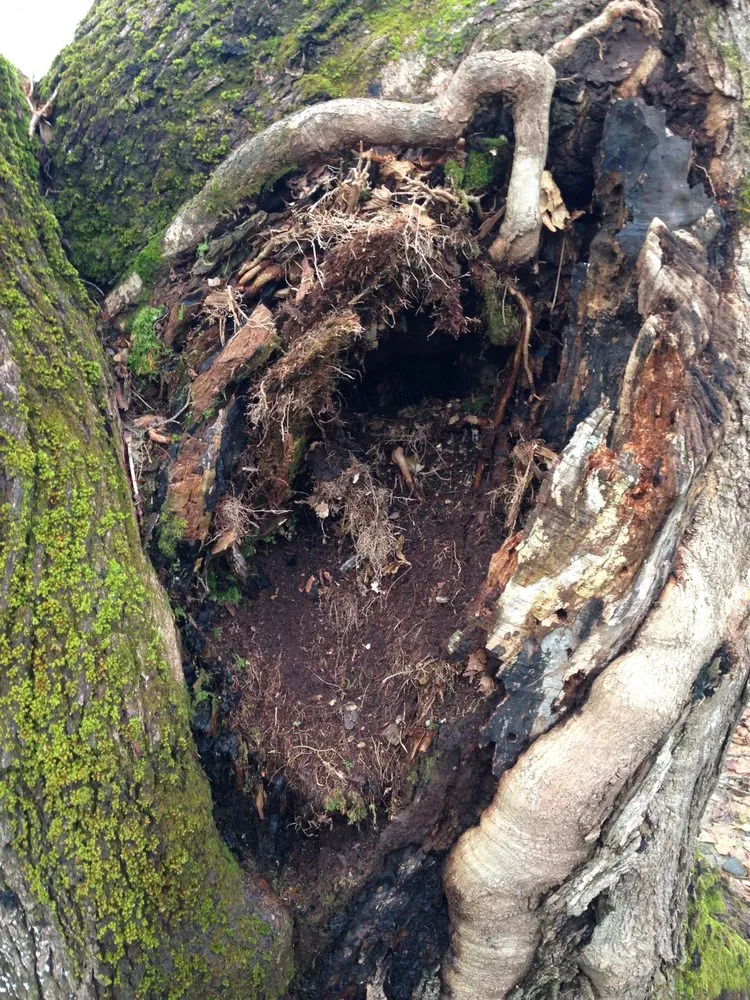 Professional lawn mowing service in Brunswick, ME by Birch Tree Arborist