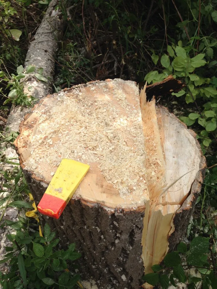 Trusted garden landscaping in Brunswick, ME by Birch Tree Arborist