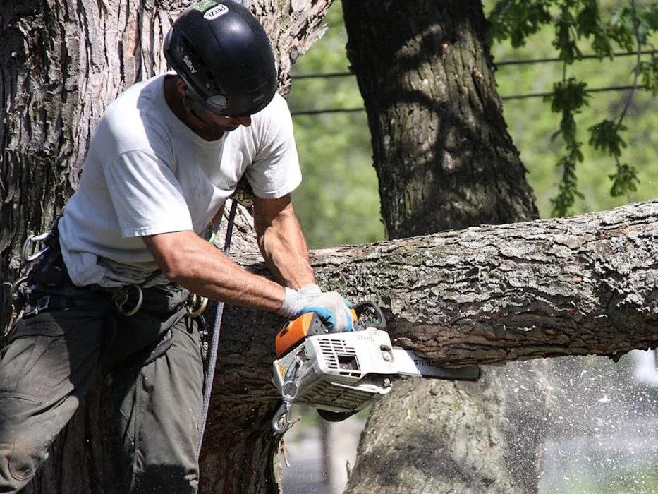 Custom yard cleanup service for beautiful yards in Rochester, NY by Birchcrest Tree & Landscape