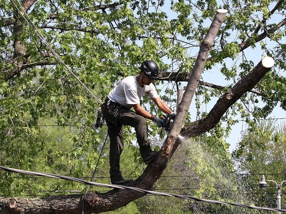 Affordable landscape design in Rochester, NY - Birchcrest Tree & Landscape