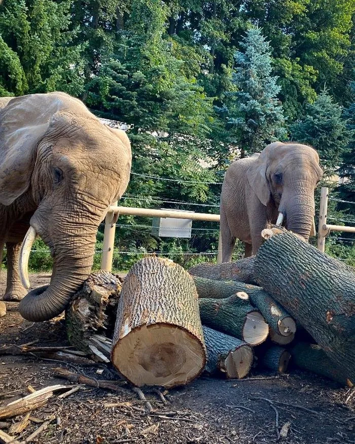 Professional lawn care service for outdoor upgrades across Rochester, NY - Birchcrest Tree & Landscape