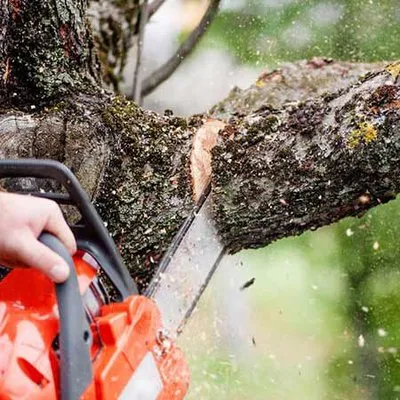 Birchwood Tree Services
