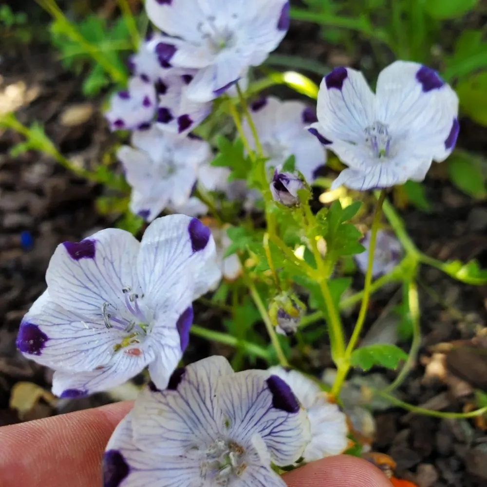 Local outdoor landscaping for year-round maintenance in Richmond, CA by Bird and Butterfly Gardening