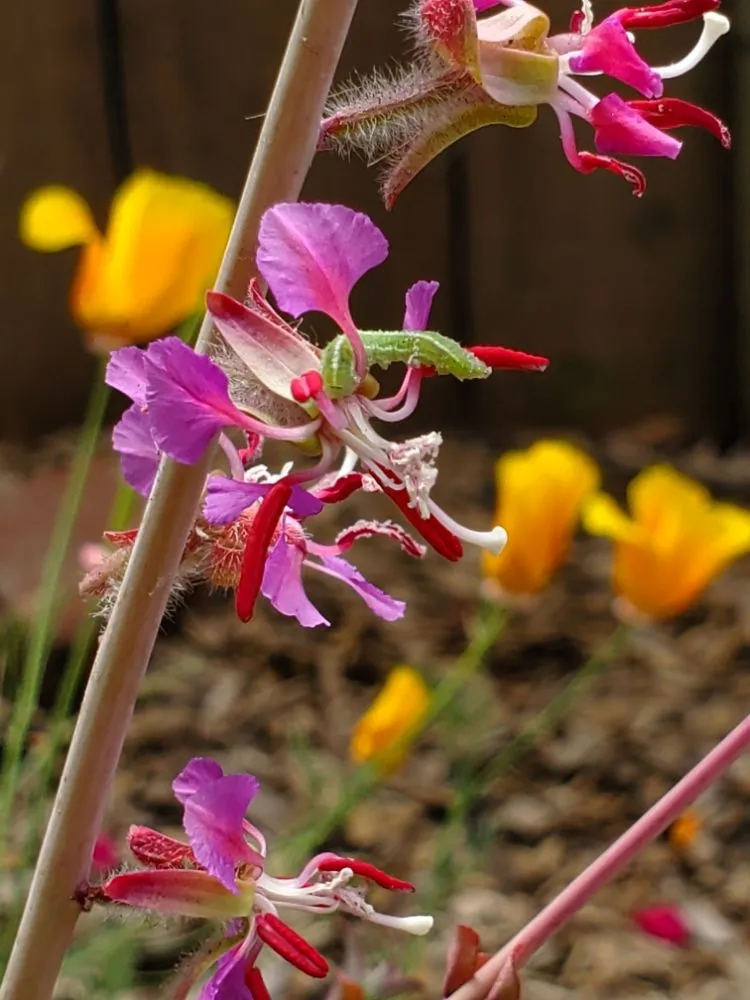 Reliable lawn care service for beautiful yards in Richmond, CA by Bird and Butterfly Gardening