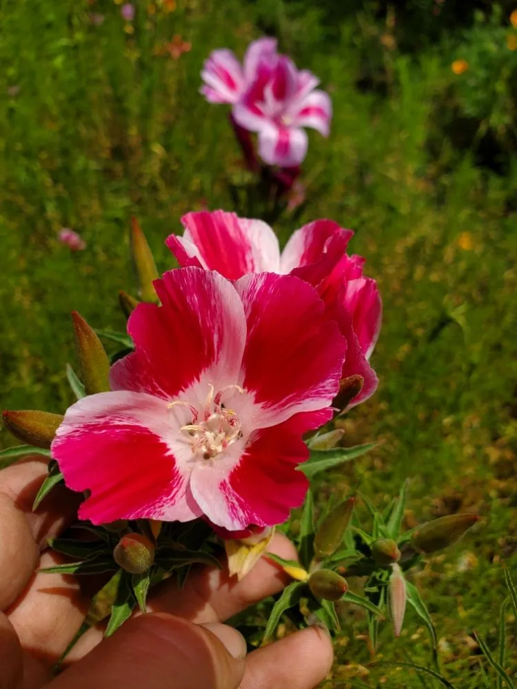 Affordable landscaping services for year-round maintenance in Richmond, CA by Bird and Butterfly Gardening