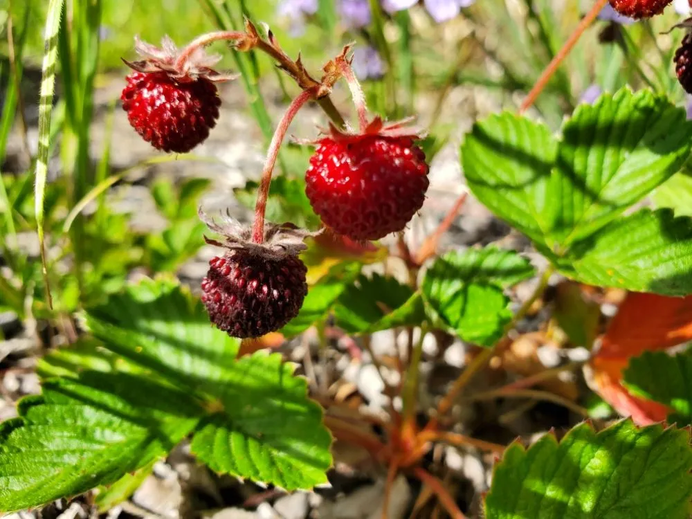 Custom residential landscaping in Richmond, CA - Bird and Butterfly Gardening